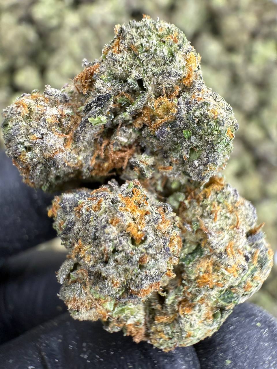 Blue Diamond x White Runtz THCA FLOWER - EXOTIC INDOOR