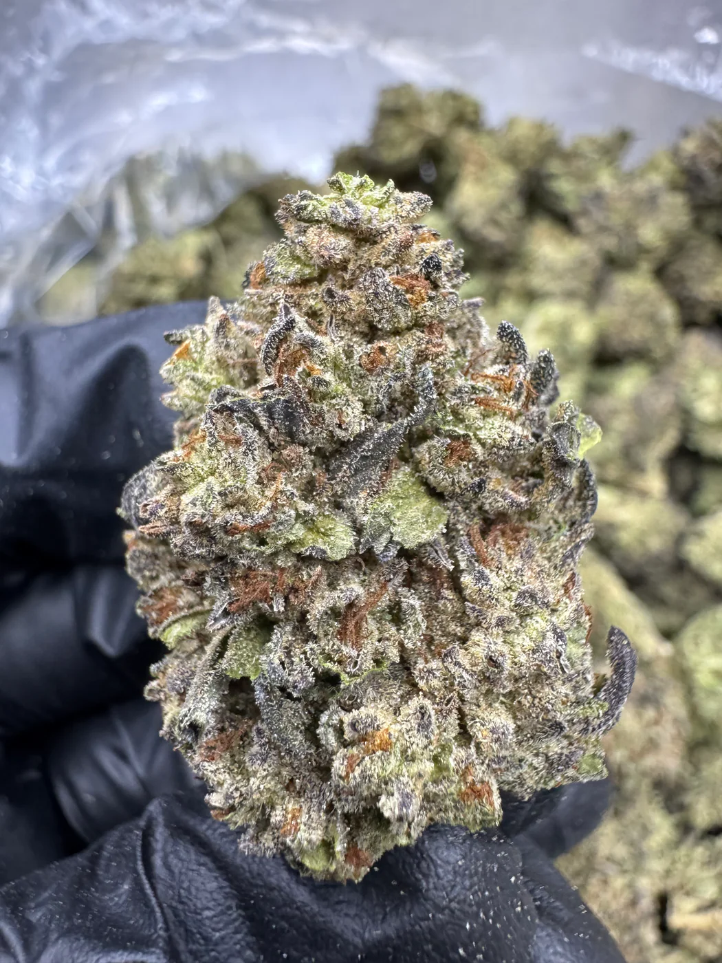 Cookies and Cream - THCA FLOWER - TOP SHELF