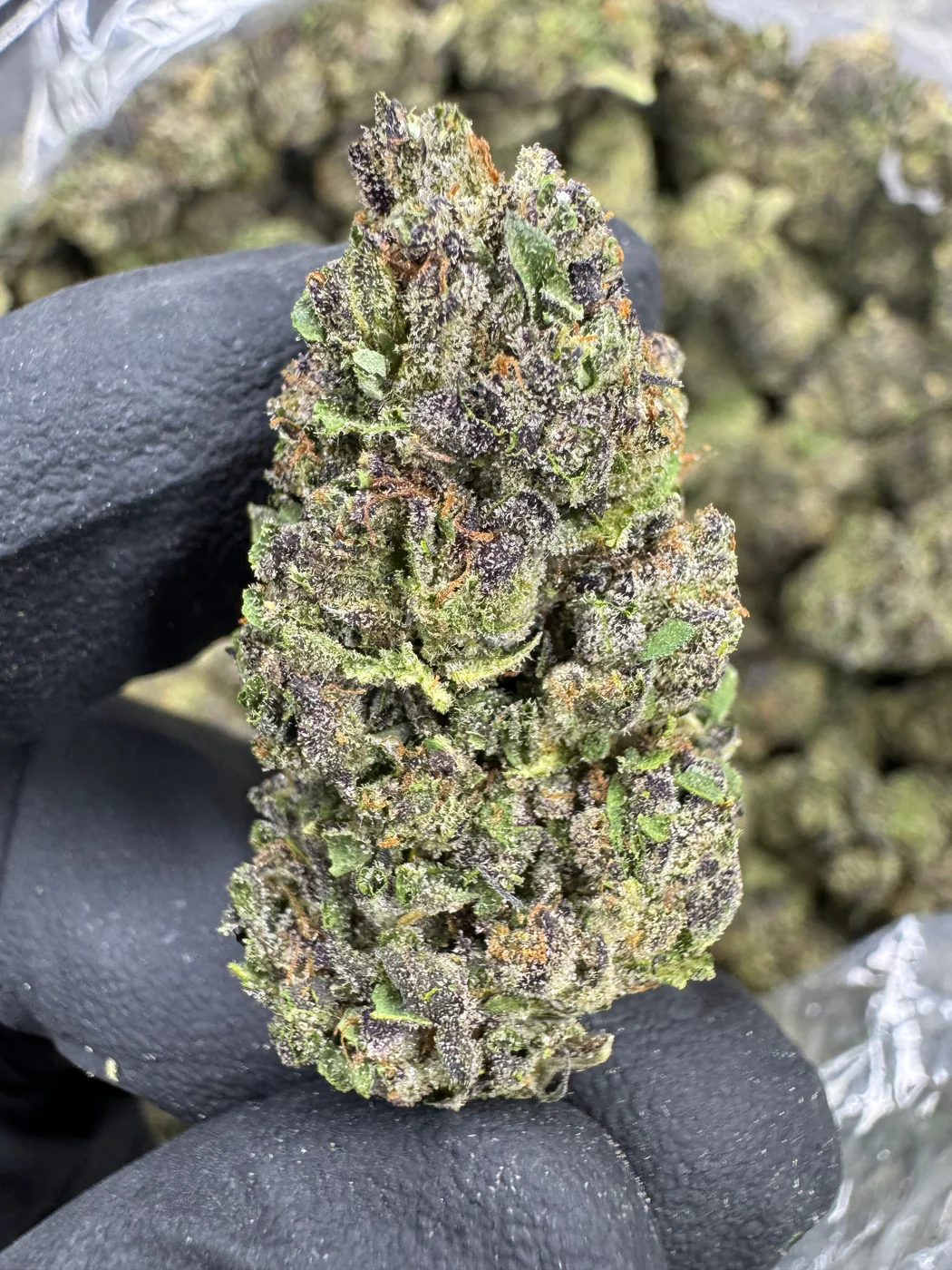 Gelato Cake - THCA FLOWER - TOP SHELF