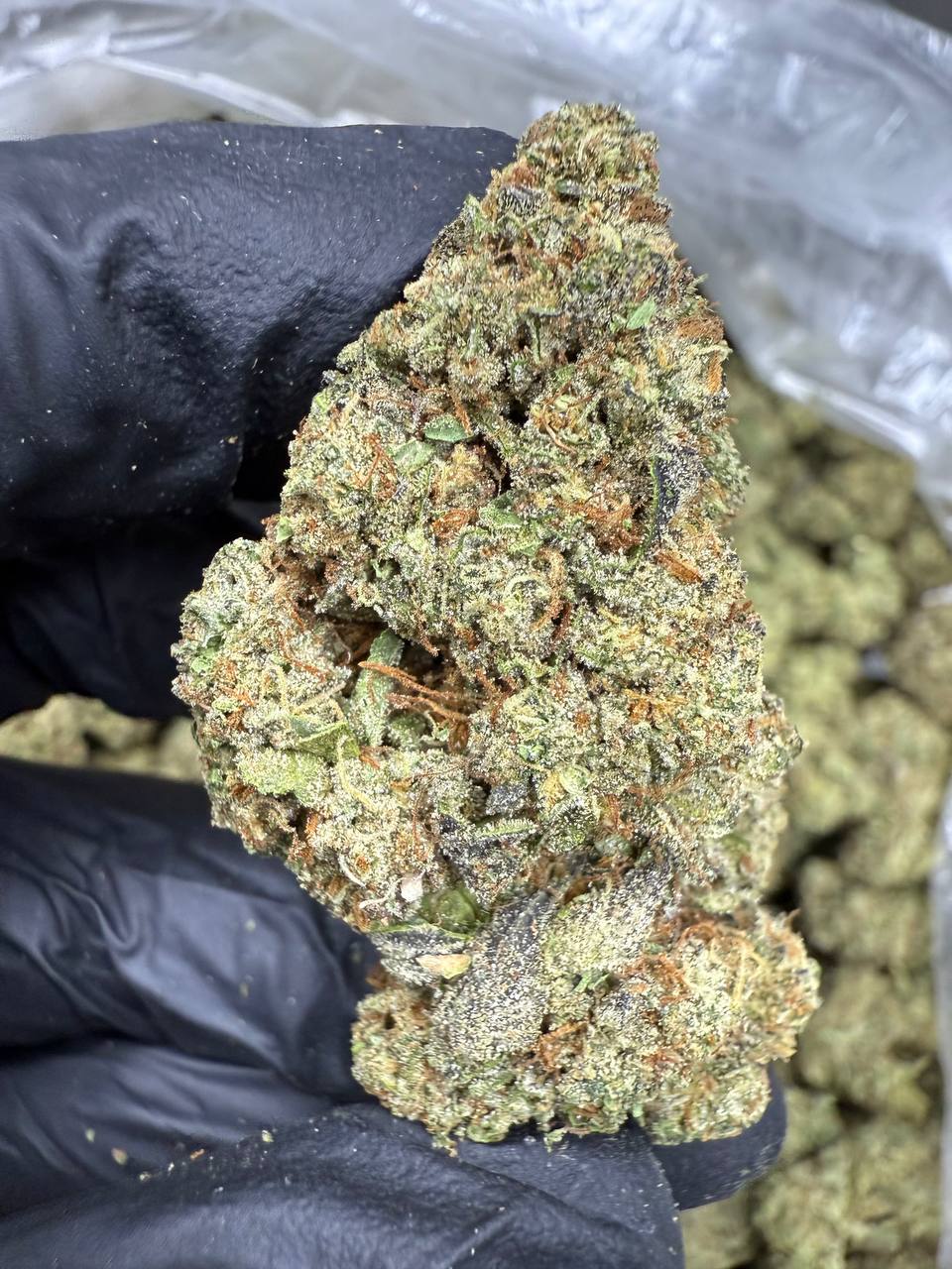 Ice Cream Cake THCA FLOWER - TOP SHELF