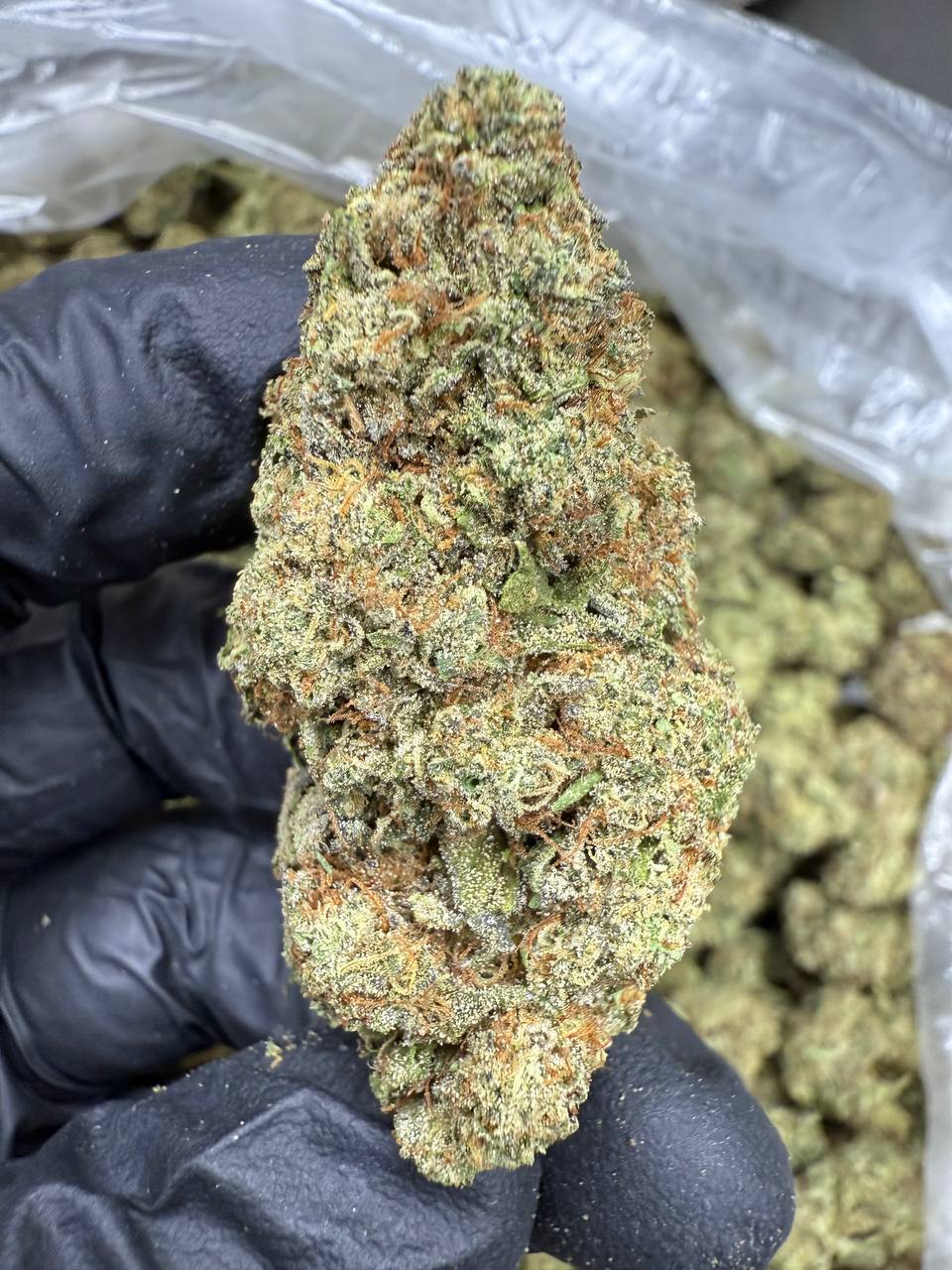 Ice Cream Cake - THCA FLOWER - TOP SHELF