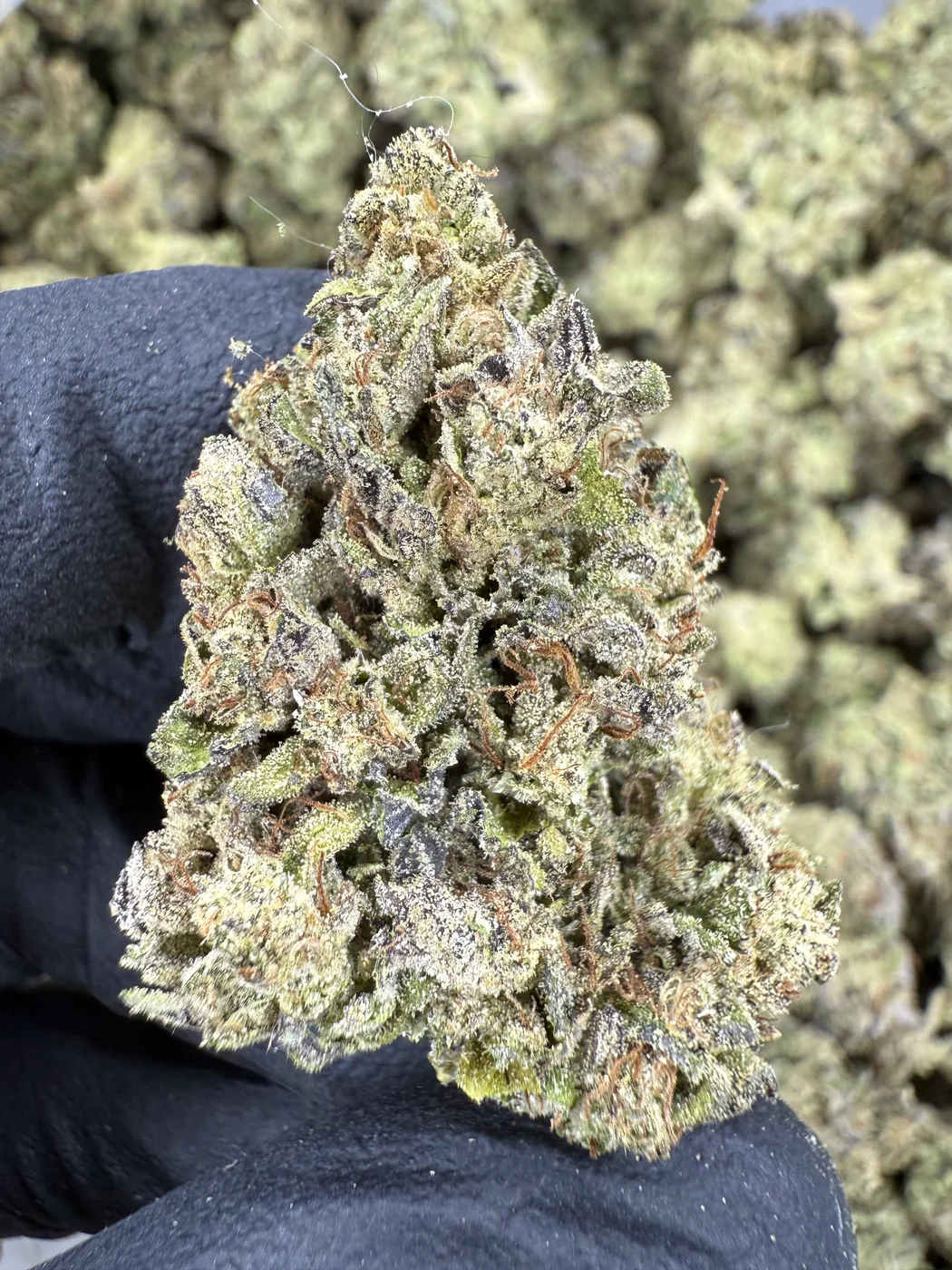 Pink Certz - THCA FLOWER - AA INDOOR