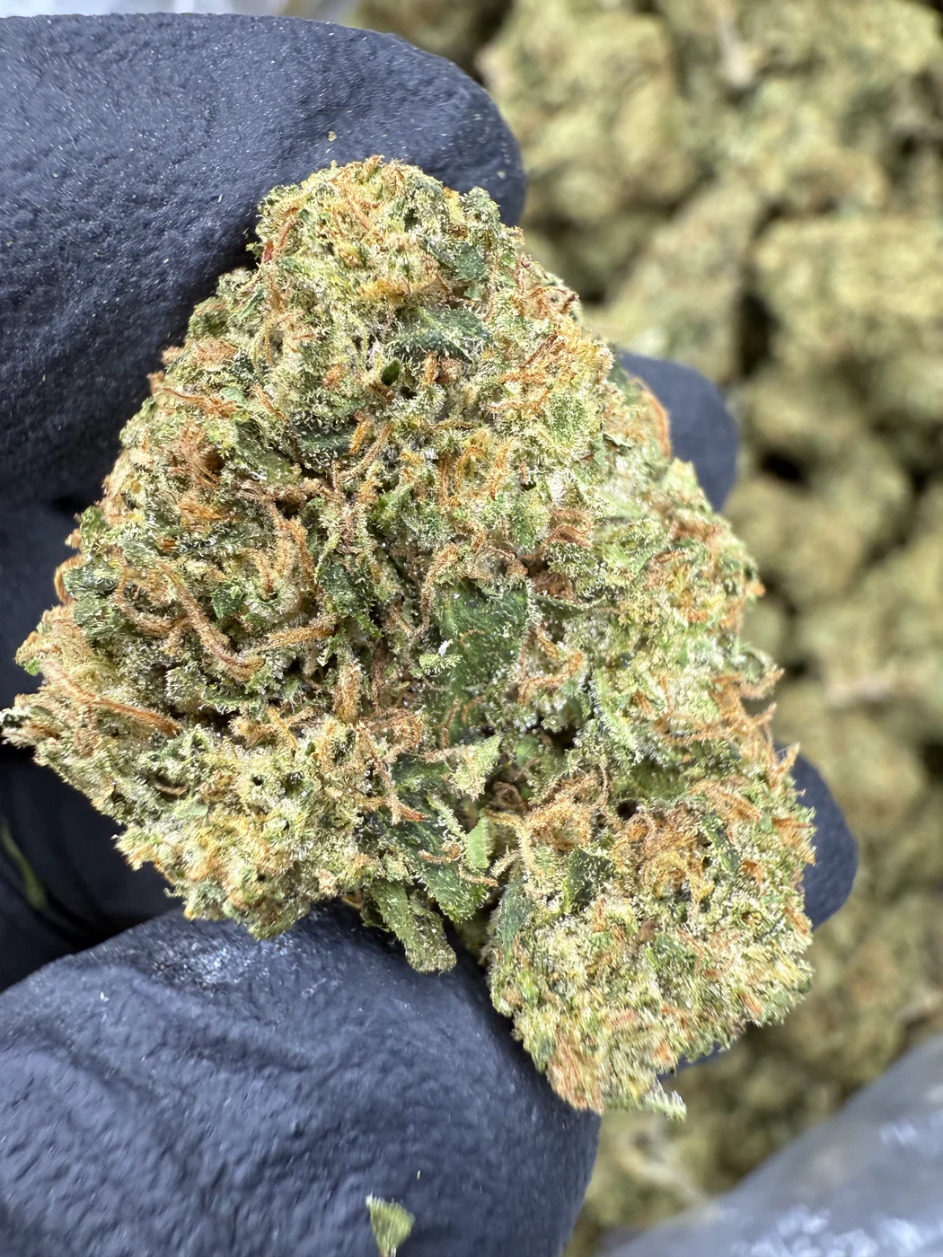 Sour Gary - THCA FLOWER - TOP SHELF