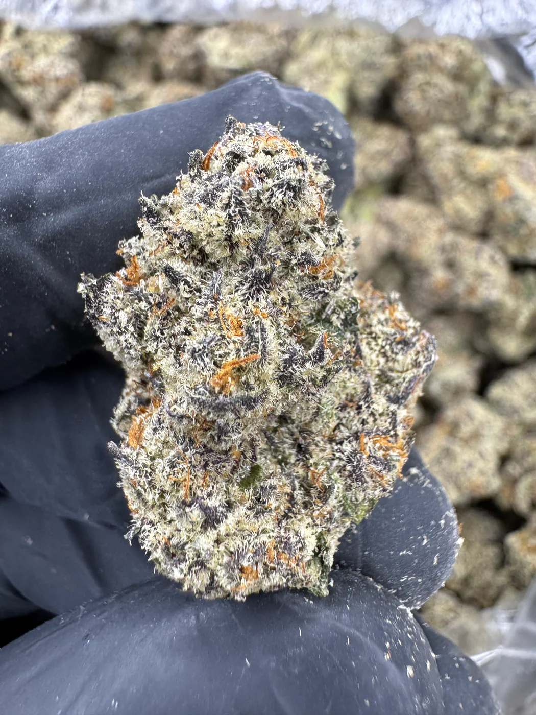 White Truffle - THCA FLOWER - EXOTIC INDOOR